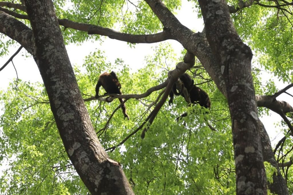 ARIE Mata de Santa Genebra abre 12 vagas para voluntariado em 2026